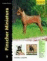 Pinscher miniatura. Excellence