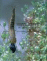 Macroinvertebrados de las aguas dulces de Galicia