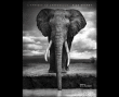 L'Afrique au crépuscule&nbsp;-&nbsp;Nick Brandt