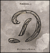 Abécédaire D&nbsp;-&nbsp;Rascal