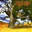 Groundation&nbsp;-&nbsp;Young tree