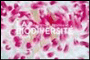 La biodiversité