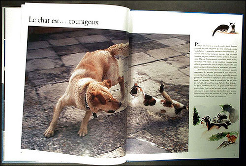 Les chats racontés aux enfants