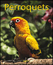 Perroquets&nbsp;-&nbsp;Annette Wolter