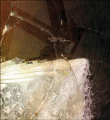 Rebecca Dautremer art book