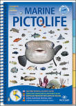 Caribbean marine pictolife