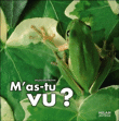M'as tu vu ?&nbsp;-&nbsp;Stéphane Frattini