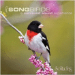 Gibson&nbsp;-&nbsp;Songbirds