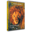 National Geographic&nbsp;-&nbsp;Grands carnivores - Le Lion