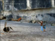Little people in the city : the street art of Slinkachu