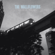 Wallflowers&nbsp;-&nbsp;Greatest hits