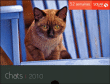 52 semaines - Chats - Calendrier perpétuel&nbsp;-&nbsp;Collectif