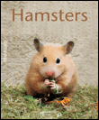Hamsters&nbsp;-&nbsp;P. Fritzsche