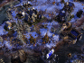 image de Empire Earth III