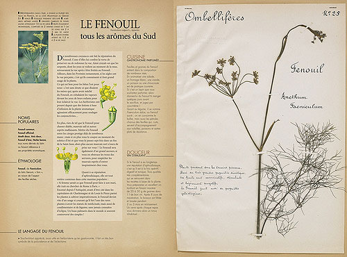 L'herbier oublié