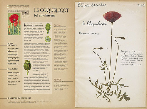 L'herbier oublié
