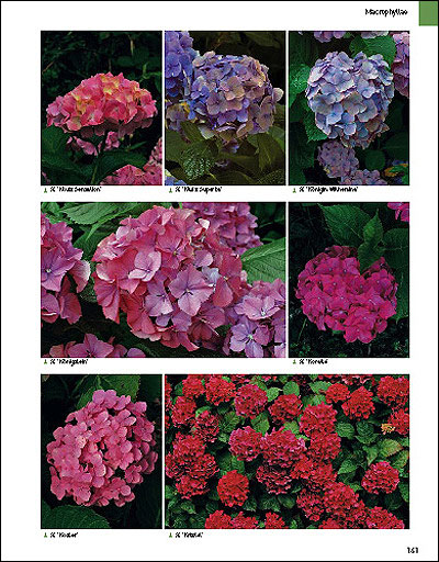 Hydrangea