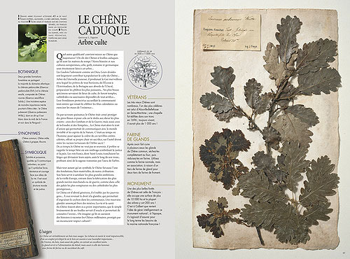 L'herbier boisé
