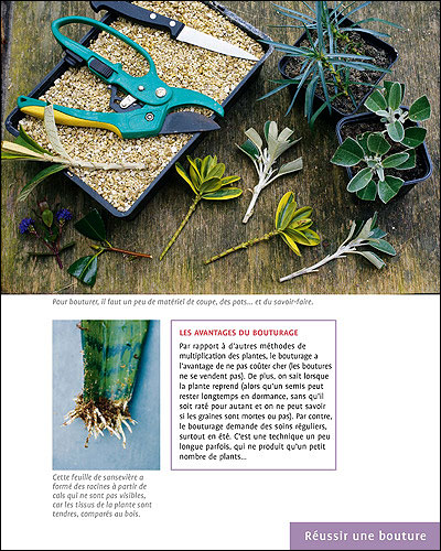 Le bouturage