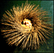 Peter Gabriel&nbsp;-&nbsp;Ovo the millenium show