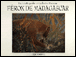 Ferox de Madagascar