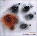 Lenine&nbsp;-&nbsp;Falange canibal