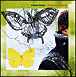 Liberty Ellman&nbsp;-&nbsp;Ophiuchus butterfly