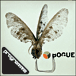 Programme&nbsp;-&nbsp;Bogue