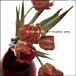 To Rococo Rot