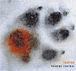 Lenine&nbsp;-&nbsp;Falange canibal