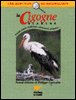 Cigogne blanche