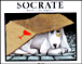 Socrate&nbsp;-&nbsp;Rascal, Gert Bogerts