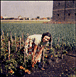 Jardinages en région parisienne du XVIIème au XXème siècle&nbsp;-&nbsp;Jean-René Trochet, Jean-Jacques Péru, Jean-Michel Roy