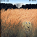 White Lion
