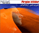 Wajdi Cherif, Samande&nbsp;-&nbsp;Phrygian istikhbar