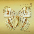 Xavier Rudd&nbsp;-&nbsp;White moth