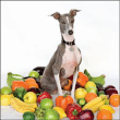 Shellac&nbsp;-&nbsp;Excellent italian greyhound