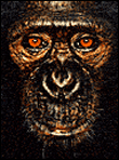 James and other Apes&nbsp;-&nbsp;James Mollison