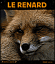 Le renard