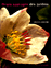 Fleurs sauvages des jardins