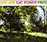 Cat Power