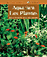Aquarium - les plantes&nbsp;-&nbsp;I. Scheurmann