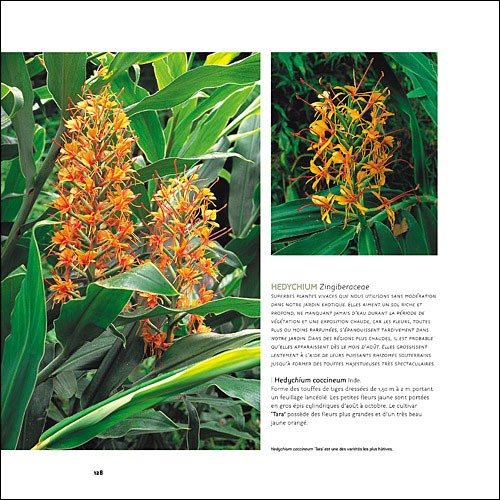 Un jardin exotique sous nos climats