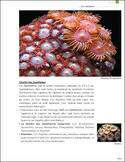 Petits aquariums récifaux